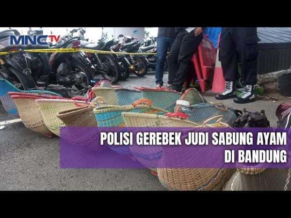  Gerebek Judi Sabung Ayam di Ciwidey, Polisi Lepaskan Tembakan 