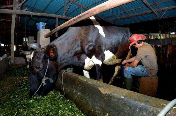 Raup Cuan dari Bisnis Susu di Ponorogo Raup Cuan dari Bisnis Susu di Ponorogo