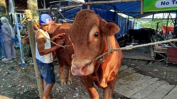 Harga Sudah Diskon, Penjualan Hewan Kurban 2025 Tetap Merosot 50 Persen