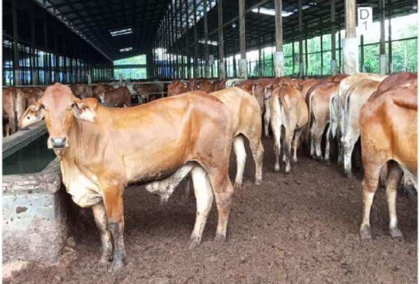RI Bakal Impor Sapi Brasil