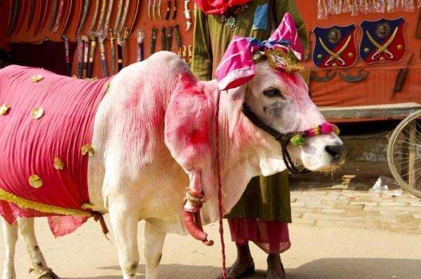 Mengapa Sapi Begitu Sakral di India? Ternyata Ini Alasannya!