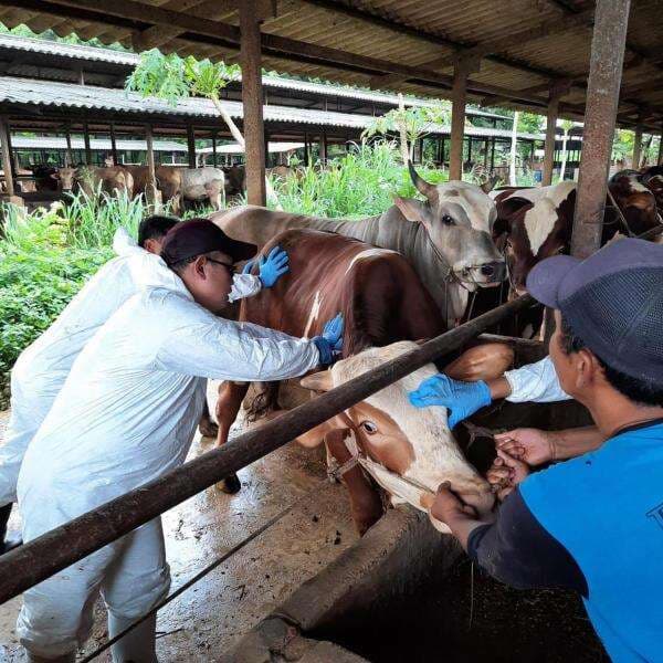 Tak Mau Lebaran Diganggu PMK, Mentan Siapkan Rp100 Miliar untuk Alokasi 4 Juta Dosis Vaksin