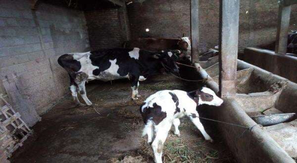 7 Hewan Unik yang Memiliki Kebiasaan Tidur Sambil Berdiri