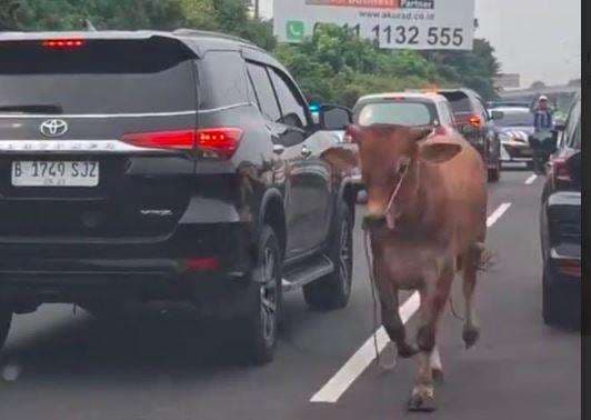 Hewan Kurban Stres Pengaruhi Kualitas Daging, Akademisi UB Bagi Tips Atasi Sapi Kabur
