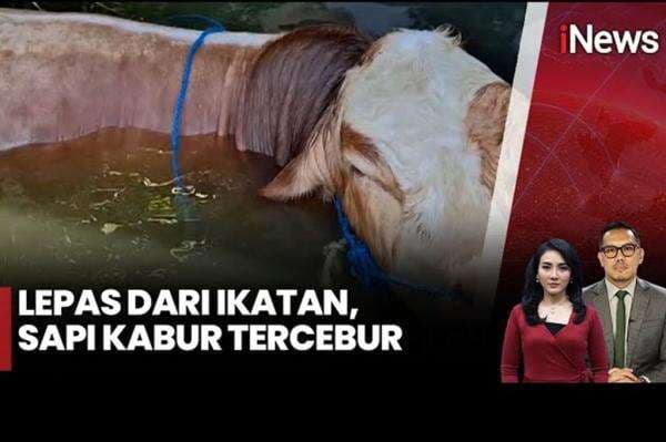 Terekam CCTV, Begini Detik-Detik Sapi Kurban Mengamuk Seruduk Kerumunan Warga di Bandung