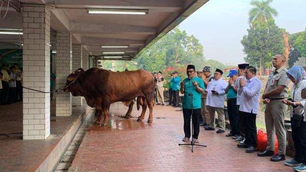 Masjid Istiqlal Sembelih Hewan Kurban Hari Ini, Sapi Kurban Prabowo yang Pertama Masjid Istiqlal Sembelih Hewan Kurban Hari Ini, Sapi Kurban Prabowo yang Pertama