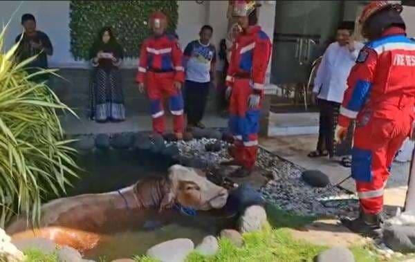 Heboh Sapi Kurban Dindik Jatim Mengamuk Seruduk Warga lalu Masuk Kolam