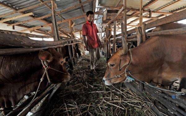 RI Siap Impor 534 Ribu Ekor Sapi Hidup di 2025, Kuota Daging Beku Dikurangi