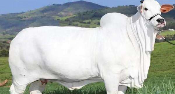 Termahal di Dunia, Harga Sapi Viatina-19, Bisa Buat Beli 3 Lamborghini Revuelto