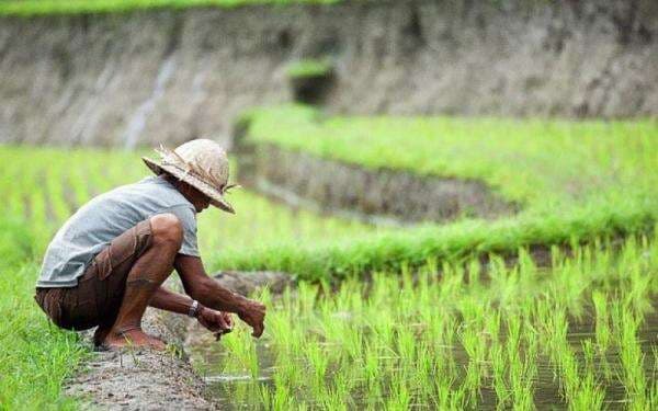 BPS Prediksi Produksi Beras hingga Agustus 2025 Tembus 24,97 Juta Ton