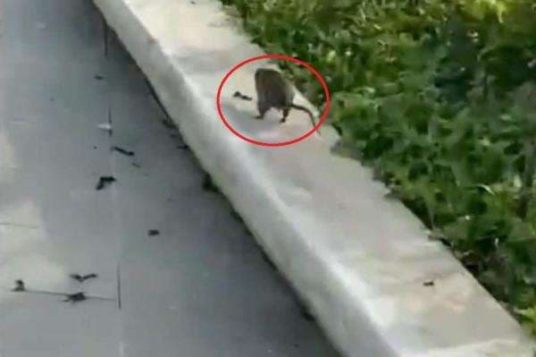 Viral Serangan Tikus di IKN, Kejar-kejaran dengan Wisatawan