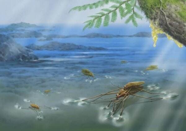 Serangga Purba Tertangkap Basah Bercinta Terabadikan Selama Jutaan Tahun