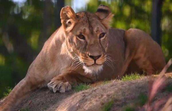 Kebun Binatang Ini Minta Warga Sumbangkan Hewan Peliharaan untuk Disantap Singa
