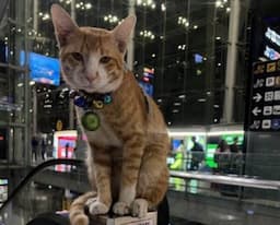Super Gemas! Nurang Kucing Oren Jadi Selebriti Baru di Bandara Bangkok    