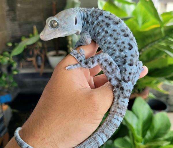 Wujudnya Menakutkan, Apakah Digigit Tokek Berbahaya?