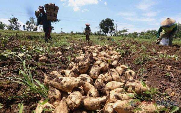 Di Mana Daerah Penghasil Ubi Jalar Terbesar Indonesia?