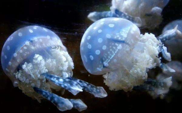 Serangan Ubur-Ubur Lumpuhkan Pembangkit Tenaga Nuklir Prancis, kok Bisa?