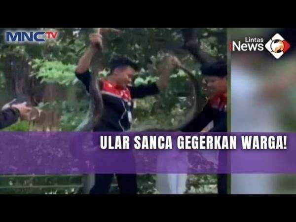 Ular Sanca 3 Meter Gegerkan Kantor Pemkot Bekasi, Dievakuasi Petugas Cleaning Service