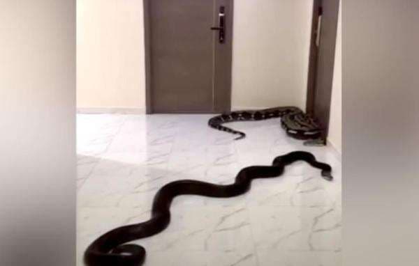 Ngeri! Pria Ini Lepas Ular di Apartemen gegara Terganggu Suara Gonggongan Anjing