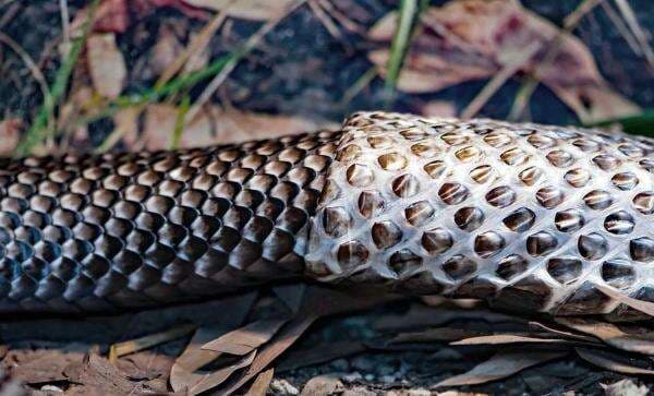 Ternyata Ini Alasan Kenapa Ular Berganti Kulit