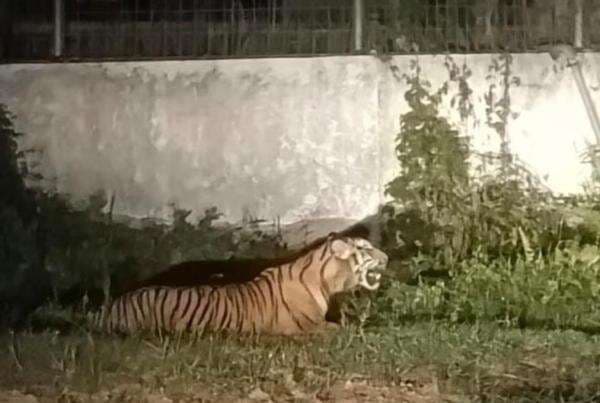 Heboh! Harimau Berukuran Besar Muncul di PT Wilmar Group, Nih Penampakannya