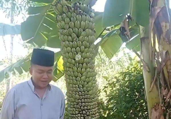 Viral Pohon Pisang Punya Ratusan Buah, Netizen: Punya Upin dan Ipin