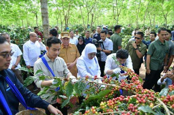 Panen Raya, Wapres: Indonesia Penghasil Kopi Nomor 4 Terbesar di Dunia