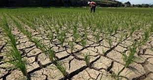 Badan Cuaca AS Sebut El Nino Telah Tiba Badan Cuaca AS Sebut El Nino Telah Tiba