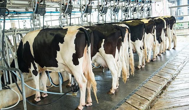 Jurus Kementan Atasi Kekurangan Pasokan Susu untuk MBG Jurus Kementan Atasi Kekurangan Pasokan Susu untuk MBG