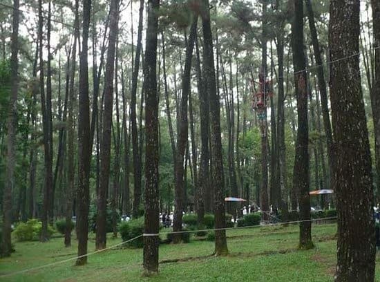 Kemenhut Sebut Tak Ada Izin Penebangan Kayu di Tapanuli Selatan Sejak Juli 2025 Kemenhut Sebut Tak Ada Izin Penebangan Kayu di Tapanuli Selatan Sejak Juli 2025
