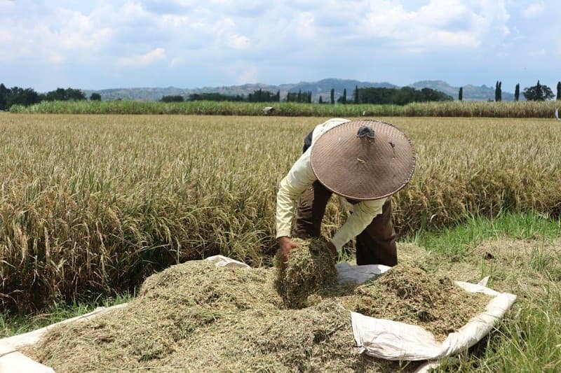 Waspadai Godzilla El Nino, BPS Ingatkan Potensi Inflasi Pangan Waspadai Godzilla El Nino, BPS Ingatkan Potensi Inflasi Pangan