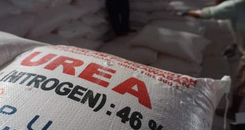 Harga Pupuk Urea Global Melonjak 86 Persen Dibanding Awal 2026 Harga Pupuk Urea Global Melonjak 86 Persen Dibanding Awal 2026