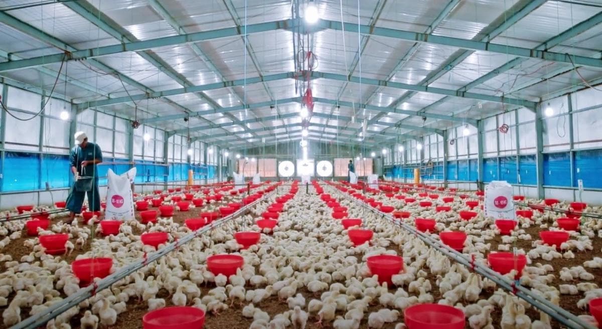 Sektor Unggas Overweight Jelang Nataru, Begini Prospek JPFA dan CPIN Sektor Unggas Overweight Jelang Nataru, Begini Prospek JPFA dan CPIN