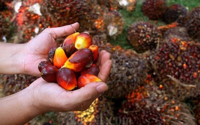 Ekspor Sawit Mentah Diperkirakan Terdiversifikasi usai Penandatanganan IEU-CEPA Ekspor Sawit Mentah Diperkirakan Terdiversifikasi usai Penandatanganan IEU-CEPA