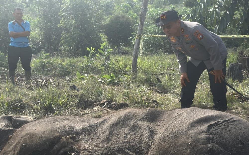 Anak Gajah Ditemukan Mati di Riau, Polisi Terjunkan Tim Labfor dan Penyidik Anak Gajah Ditemukan Mati di Riau, Polisi Terjunkan Tim Labfor dan Penyidik