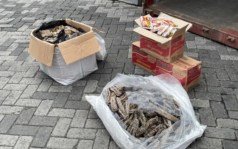 Bea Cukai Gagalkan Ekspor Sisik Trenggiling, Begini Modusnya Bea Cukai Gagalkan Ekspor Sisik Trenggiling, Begini Modusnya