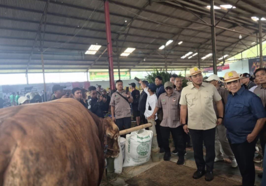 Jelang Iduladha, Wamentan Ingatkan Pentingnya Jaga Sapi Betina Produktif Jelang Iduladha, Wamentan Ingatkan Pentingnya Jaga Sapi Betina Produktif