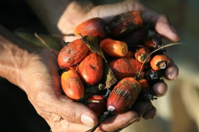 Harga CPO Rebound Hampir 3 Persen usai Libur Harga CPO Rebound Hampir 3 Persen usai Libur