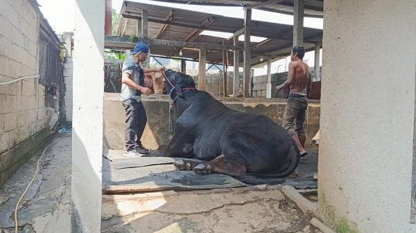 Prabowo Kurban 1.098 Sapi, Istana Sebut Anggaran Rp100 Miliar dari Banmaspres Prabowo Kurban 1.098 Sapi, Istana Sebut Anggaran Rp100 Miliar dari Banmaspres
