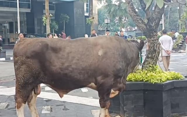 Iduladha 2026, Menkeu Purbaya Kurban Sapi Simental 868 Kilogram Iduladha 2026, Menkeu Purbaya Kurban Sapi Simental 868 Kilogram