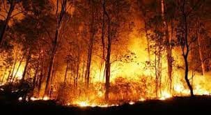 BNPB Warning Potensi Meluasnya Kebakaran Hutan Dua Pekan ke Depan