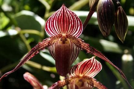 Intip 5 Bunga Termahal di Dunia, Harganya Capai Puluhan Miliar Rupiah
