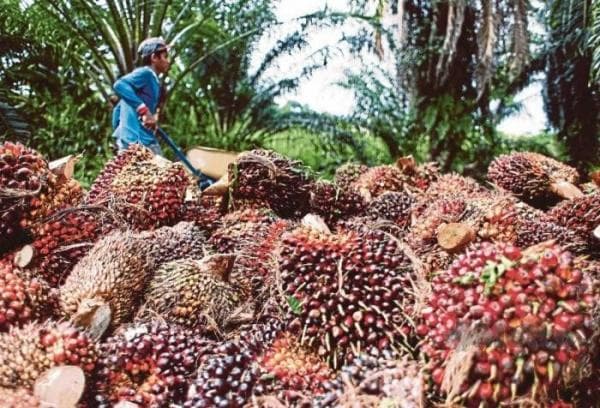 Hadapi Tantangan Uni Eropa, Indonesia Bela Kepentingan Petani Sawit Kecil Hadapi Tantangan Uni Eropa, Indonesia Bela Kepentingan Petani Sawit Kecil