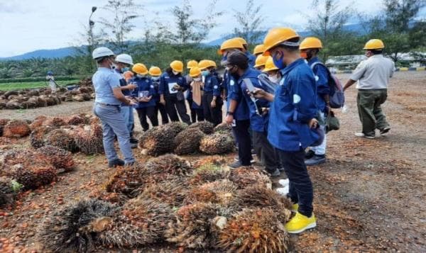 Cek Gaji Asisten Perkebunan Kelapa Sawit, di Atas UMR? Cek Gaji Asisten Perkebunan Kelapa Sawit, di Atas UMR?