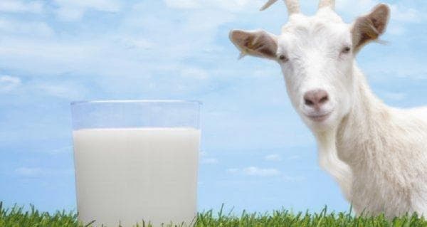 Cek Harga Susu Kambing Etawa di Apotik, Mulai dari Rp30 Ribuan Cek Harga Susu Kambing Etawa di Apotik, Mulai dari Rp30 Ribuan