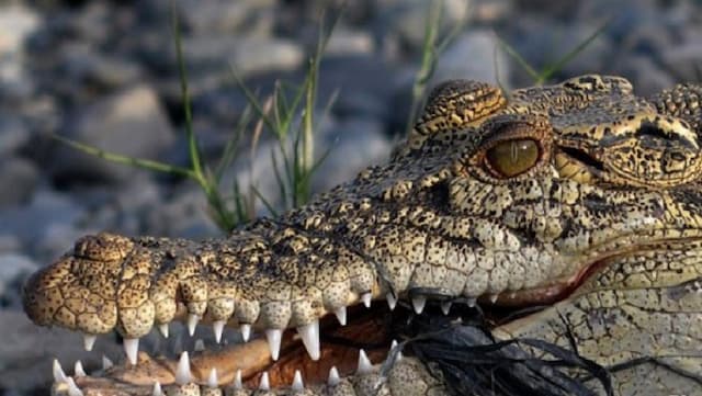 Ngeri! Bocah Perempuan di Kuansing Diterkam Buaya saat Mandi di Sungai, Begini Kondisinya Ngeri! Bocah Perempuan di Kuansing Diterkam Buaya saat Mandi di Sungai, Begini Kondisinya