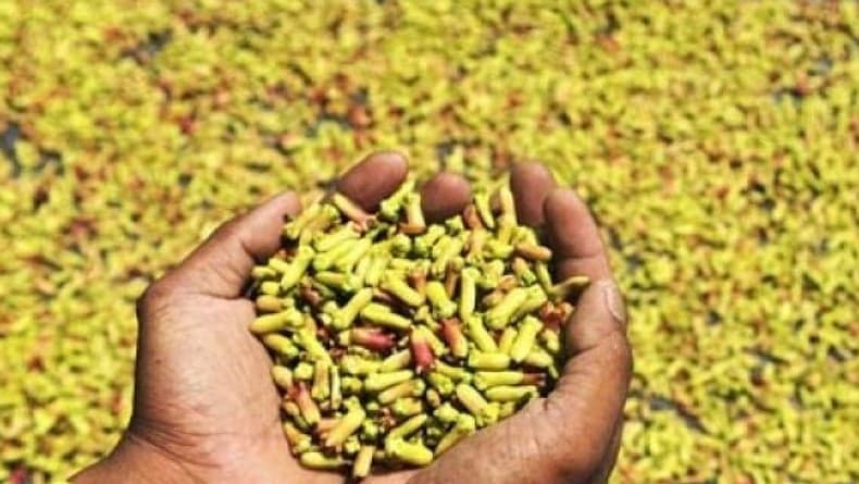 Terungkap! Cengkeh 13,5 Ton yang Terkontaminasi Radioaktif Cesium-137 Berasal dari Lampung Terungkap! Cengkeh 13,5 Ton yang Terkontaminasi Radioaktif Cesium-137 Berasal dari Lampung