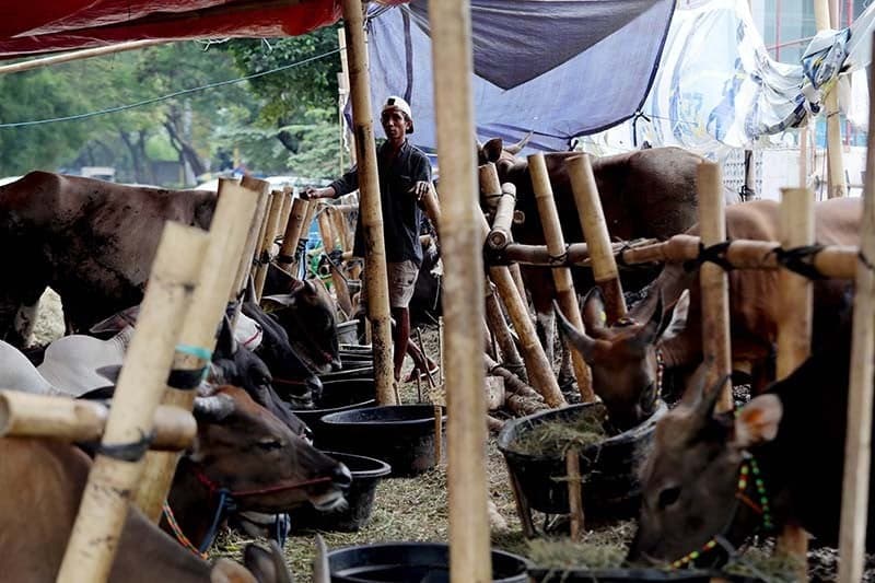 Prabowo Kucurkan Rp72,75 Miliar untuk Sapi Meugang, Disalurkan ke 19 Daerah Aceh Prabowo Kucurkan Rp72,75 Miliar untuk Sapi Meugang, Disalurkan ke 19 Daerah Aceh