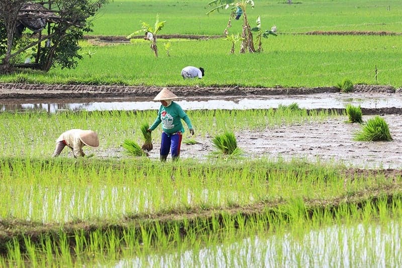Hore! Pemerintah bakal Kasih Modal Tanah untuk Orang Miskin, Ini Lokasinya Hore! Pemerintah bakal Kasih Modal Tanah untuk Orang Miskin, Ini Lokasinya