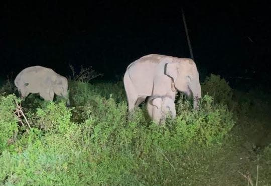 Belasan Gajah Liar Serbu Permukiman di Pekanbaru, 1,5 Hektare Kebun Semangka Ludes Belasan Gajah Liar Serbu Permukiman di Pekanbaru, 1,5 Hektare Kebun Semangka Ludes